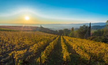 Perugino di…vino!